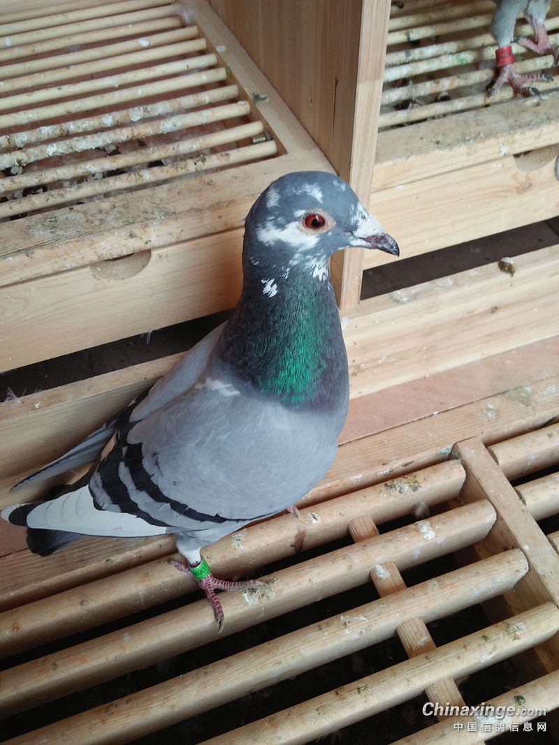 平时不注意设备,比赛鸽回来没有上传成绩丢失前100名,显示器上没有