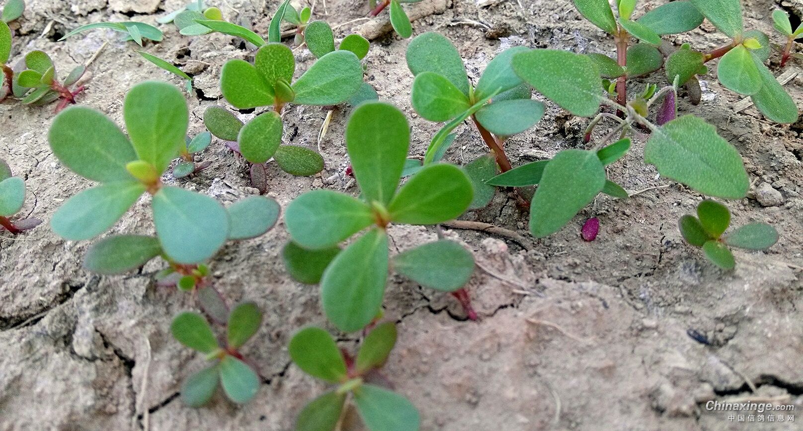 马齿苋又名胖娃草