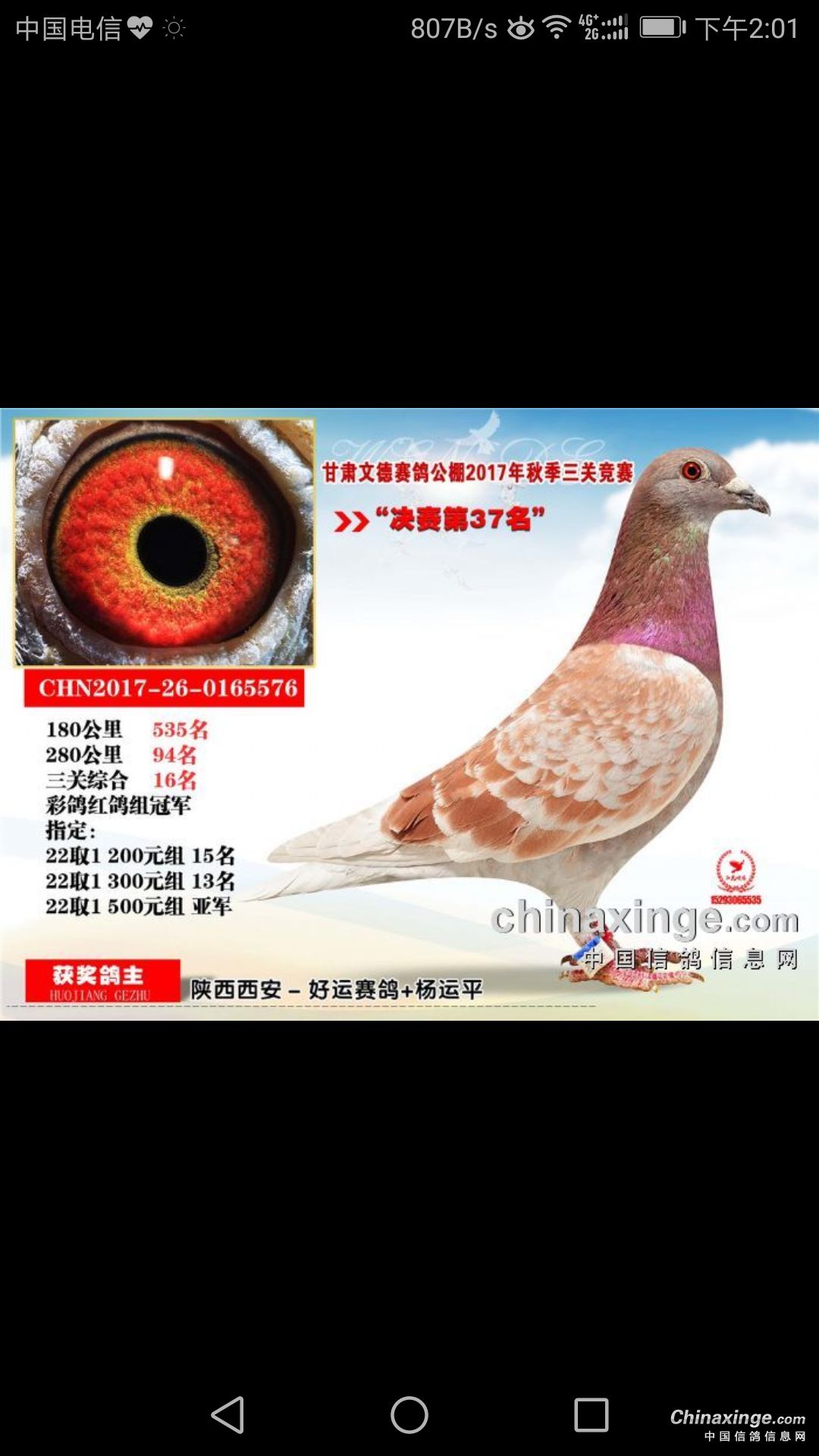 红绛x红绛也能出好鸽,2017年春季出完就分开了,一只小的交白银文德