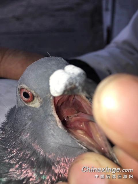 霉立净——纳米中药治疗剂,霉菌毒素,白色念珠菌,真菌感染,寄生虫等