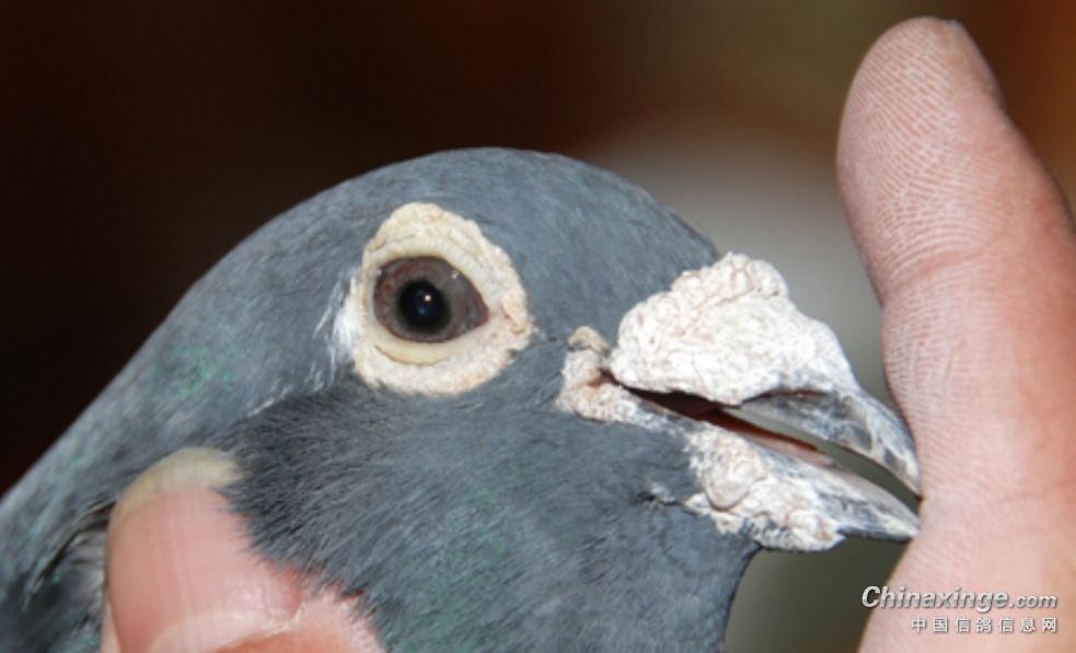 前段时间有幸参观泰国华侨谢国民的上海鸽舍请各位鸽友指点一下谢氏