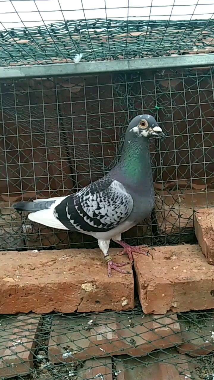 随手拍-鸽友圈-中国信鸽信息网