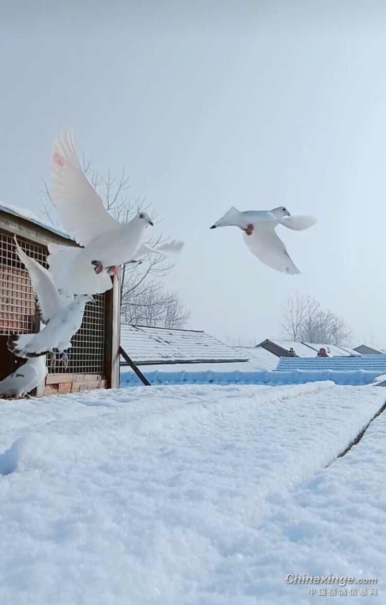 大庆飞雪种鸽图片图片