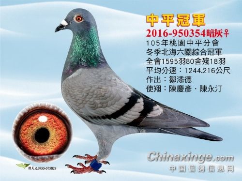 台湾冠军鸽图片图片